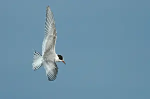 Autumn Bird Migration Prints: Arctic Tern, Sterna paradisaea