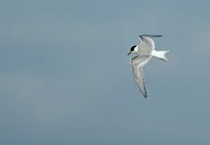 Arctic Wildlife Images Prints: Arctic Tern, Sterna paradisaea