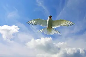 Arctic Tern In Flight Prints: Arctic Tern, Sterna paradisaea