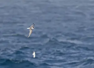 Southern Ocean Wildlife Prints: Arctic tern, Sterna paradisaea