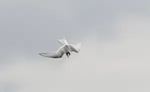 Arctic Tern In Flight Prints: Arctic Tern, Sterna paradisaea