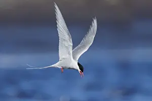 Daytime Animal Photography Prints: Arctic Tern, Sterna paradisaea