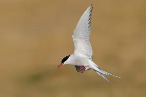 Arctic Tern Iceland Prints: Arctic Tern, Sterna paradisaea