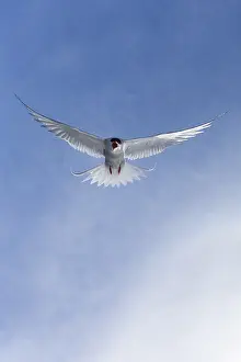 Arctic Tern Prints: Arctic Tern, Sterna paradisaea
