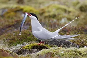 Arctic Tern Prints: Arctic Tern, Sterna paradisaea