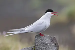 Arctic Tern Prints: Arctic Tern, Sterna paradisaea
