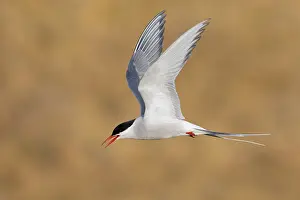 Arctic Tern Prints: Arctic Tern, Sterna paradisaea