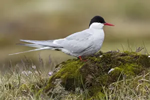 Arctic Tern Prints: Arctic Tern, Sterna paradisaea