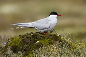 Arctic Tern Prints: Arctic Tern, Sterna paradisaea