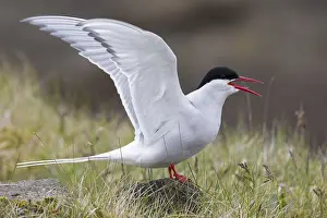Bird Wildlife Europe Prints: Arctic Tern, Sterna paradisaea