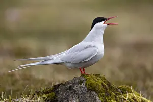 Arctic Tern Habitat Prints: Arctic Tern, Sterna paradisaea