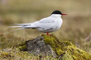 Arctic Tern Iceland Prints: Arctic Tern, Sterna paradisaea