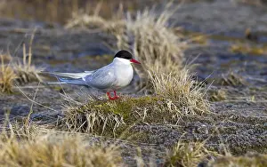Arctic Tern Prints: Arctic Tern, Sterna paradisaea