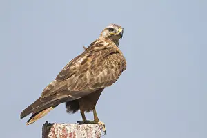 Bird Of Prey Asia Prints: Arendbuizerd, Long-legged Buzzard, Buteo rufinus rufinus