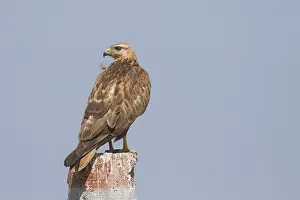 Arendbuizerd Print - Long-legged Buzzard Image