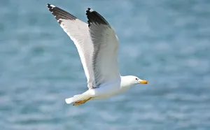 Lake Sevan Armenia Prints: Armenian Gull at Lake Sevan, Armenia
