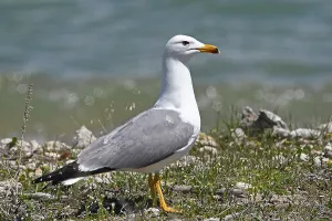 Lake Sevan Armenia Prints: Armenian Gull (Larus armenicus) at Lake Sevan, Armenia