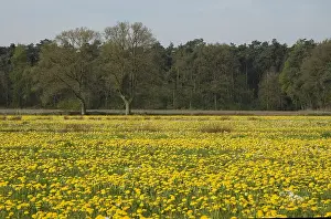 Aschpotterveld Paardenbloemen Print