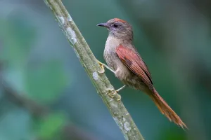Peru Bird Species Prints: Ash-browed Spinetail