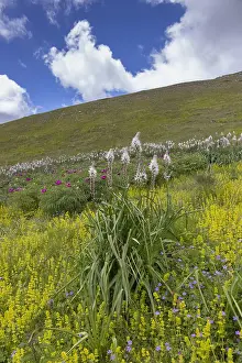 Mountain Landscape Italy Prints: Asphodelus macrocarpus