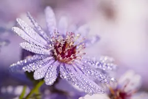 Europe Flowers Prints: Aster covered in dew drops