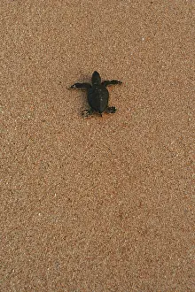 Turtle Conservation Efforts Prints: Atlantic Green Turtle