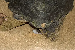 Green Turtles In The Wild Prints: Atlantic Green Turtle