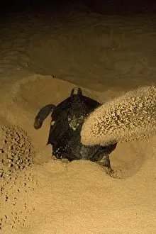 Reptile Images Prints: Atlantic Green Turtle