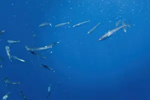 Wild Atlantic Ocean Animals Prints: Atlantic mackerel, Scomber scombrus