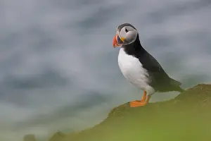 Fratercula Arctica Prints: Atlantic Puffin