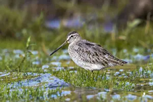 Atlantic Short-billed Dowitcher Print, 1st winter, Caldera lake