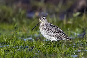 Framed Print : Atlantic Short-billed Dowitcher Print, 1st winter Framed Print : Atlantic Short-billed Dowitcher Print, 1st winter