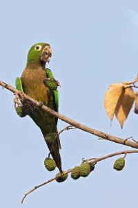 Foraging In The Wild Prints: Aztec Parakeet, Eupsittula astec astec