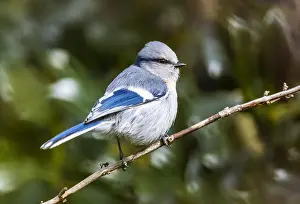 Natural Environment Photography Europe Prints: Azure Tit