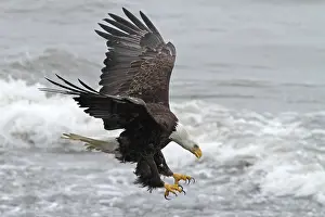 Haliaeetus Leucocephalus Images Prints: Bald Eagle, Haliaeetus leucocephalus