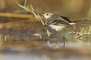 Balkankwikstaart Black-headed Wagtail Print, Oman