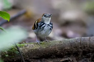 Tropical Birds Prints: Banded Antbird