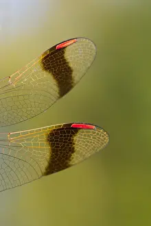 German Wildlife Photoshoots Prints: Banded Darter