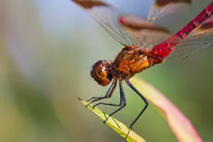 Germany Fauna Images Prints: Banded Darter