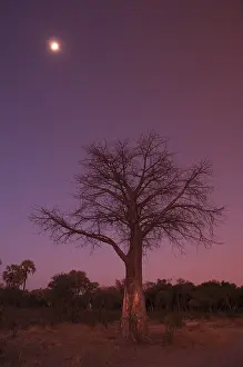 Botswana Landscape Photography Prints: A baobab tree at twilight under a full moon