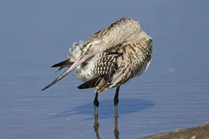 Wader Bird Species Prints: Bar-tailed Godwit