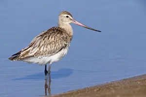 Scolopacidae Family Birds Prints: Bar-tailed Godwit