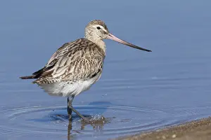 Shorebird Species Prints: Bar-tailed Godwit