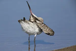 Bar-tailed Godwit Print, Liwa, Oman