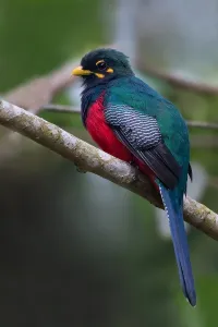 Rainforest Wildlife Photos Prints: Bar-tailed Trogon, Apaloderma vittatum