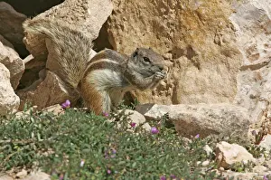 Fuerteventura Wildlife Prints: Barbary Ground Squirrel