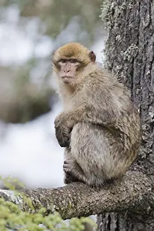 Macaca Sylvanus Prints: Barbary Macaque