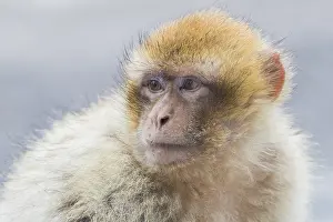 Africa Animals Prints: Barbary Macaque