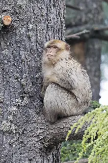 Cercopithecidae Family Prints: Barbary Macaque