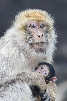 African Primates Prints: Barbary Macaque